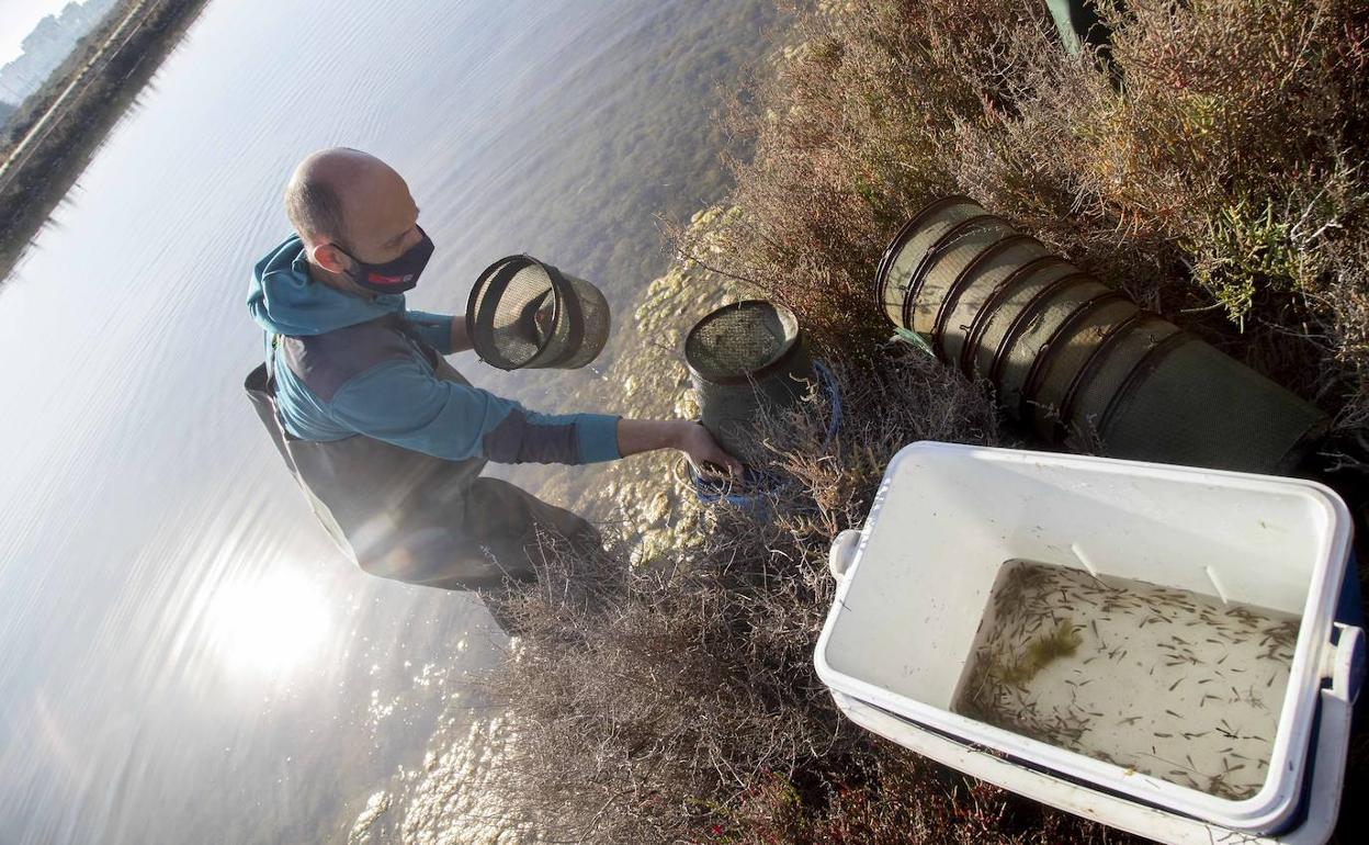 Recogida de las trampas para los fartets en las salinas de Marchamalo.