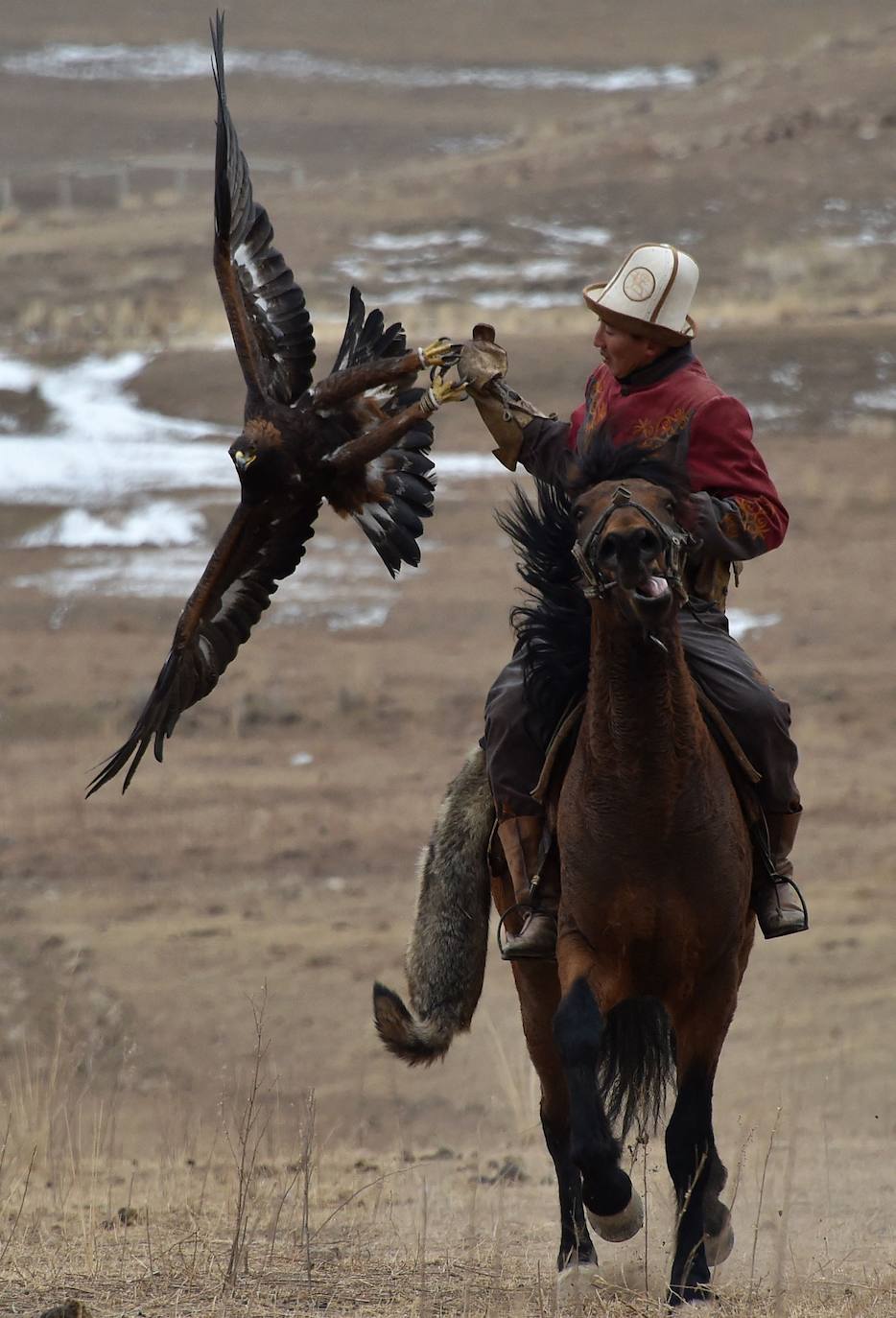 Fotos: Un águila real en busca de su presa