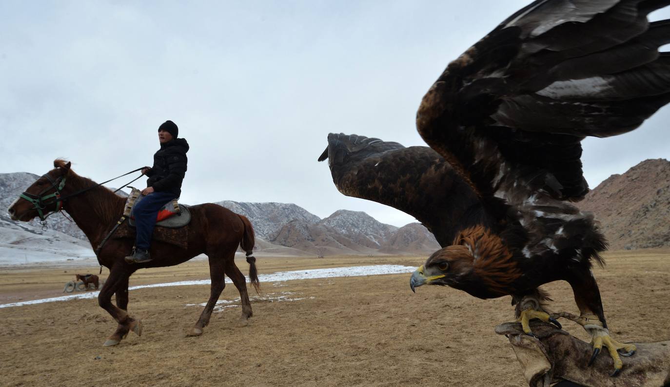 Fotos: Un águila real en busca de su presa