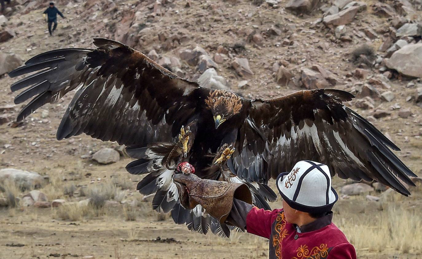 Fotos: Un águila real en busca de su presa