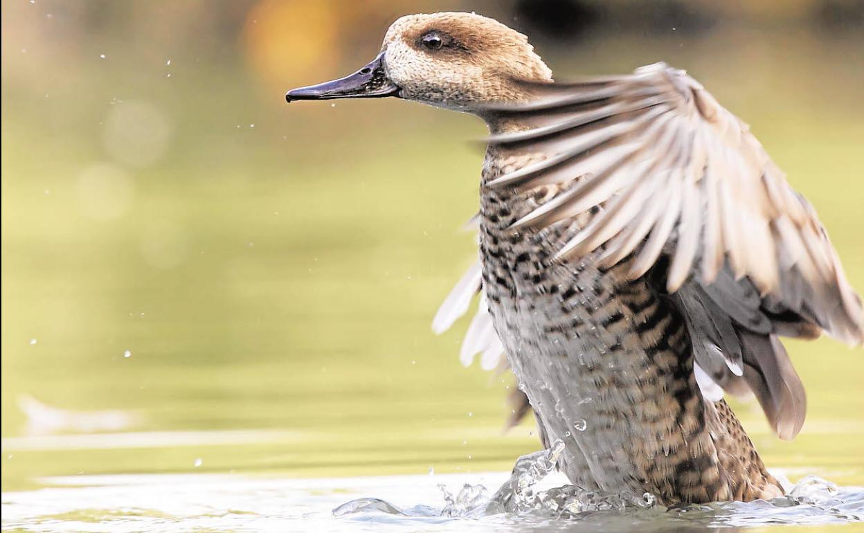 Un ejemplar de cerceta pardilla.