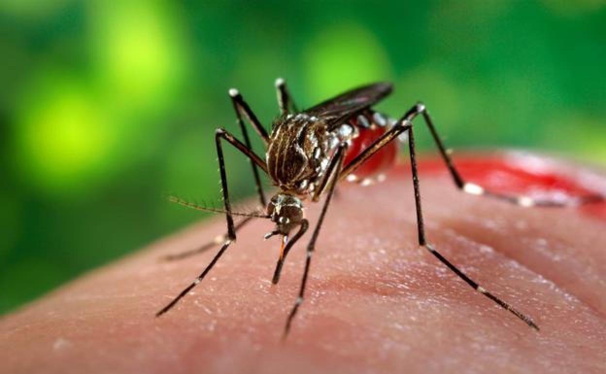 Un mosquito tigre, en una imagen de archivo.