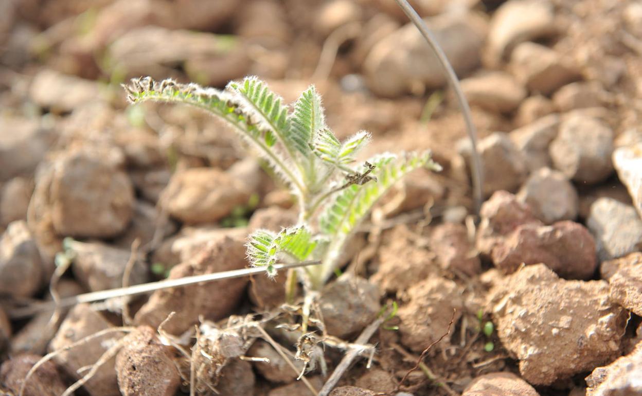 Un garbancillo de Tallante, especie endémica de esta diputación cartagenera.