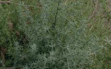 Espárrago Silvestre