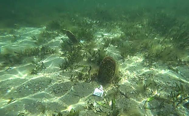 Nacras de la nueva colonia, con su etiqueta identificativa.