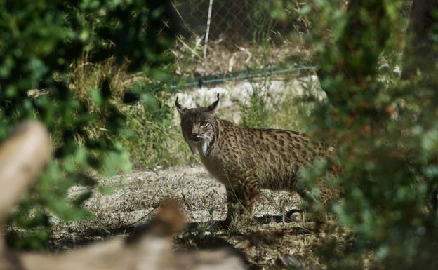 Un lince ibérico en el parque de Terra Natura Murcia. 