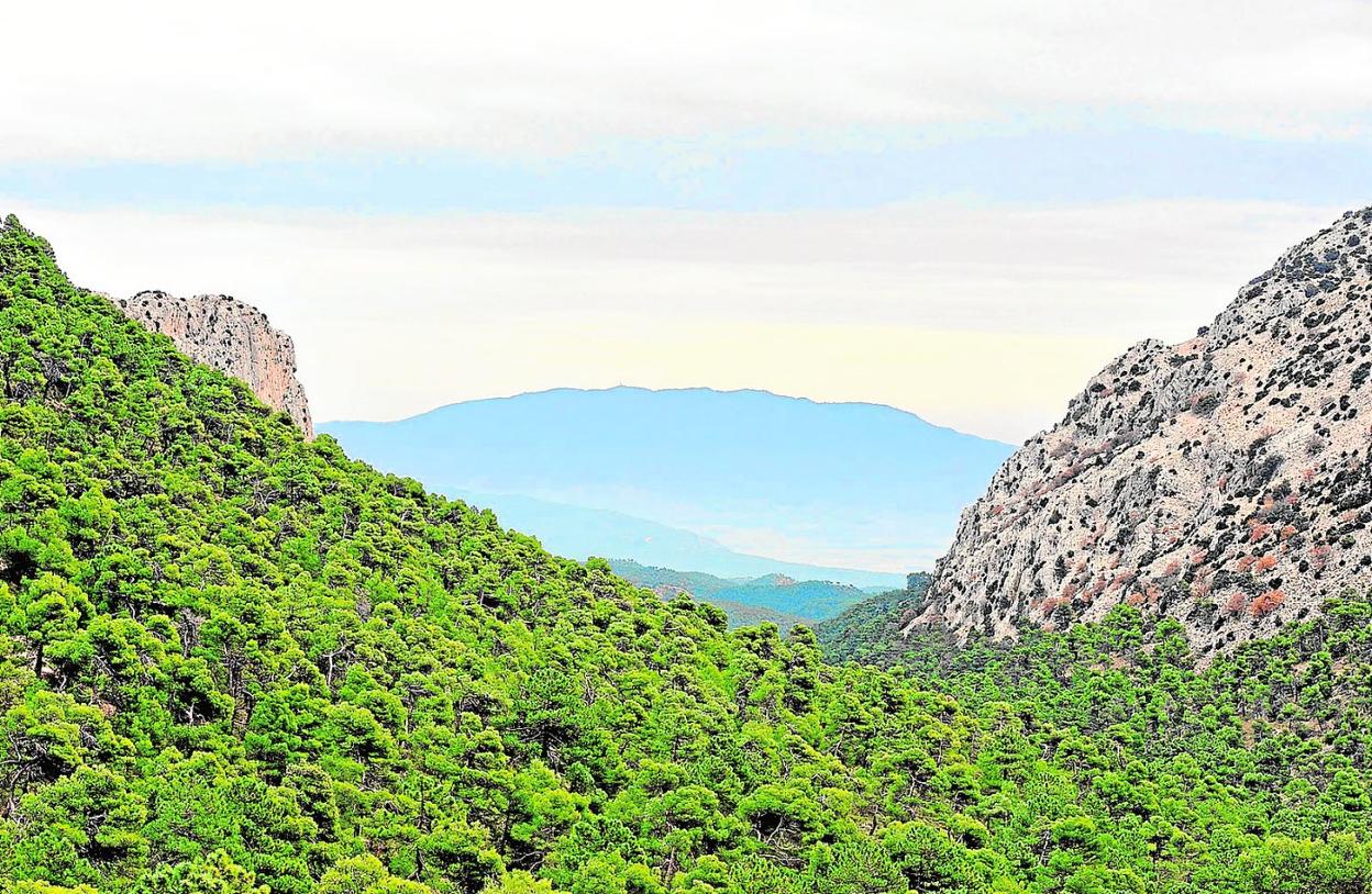 Expertos debaten medidas y proyectos para avanzar en la recuperación forestal