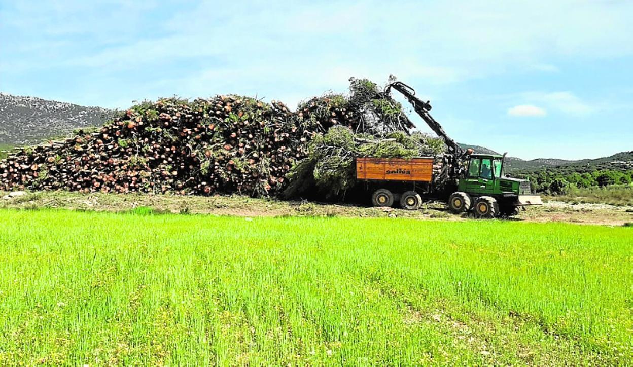 Acopio de biomasa mediante autocargador forestal. 