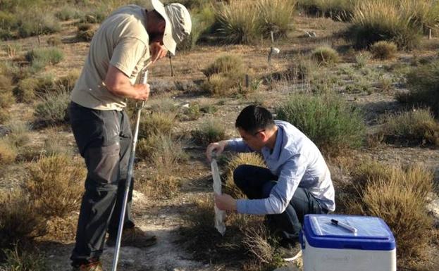 Imagen principal - Trabajos en el terreno de Aranjuez donde se ha realizado el experimento murciano. |'Helianthemum squamatum' sometida a estudio. | Preparación del suelo para el ensayo. 