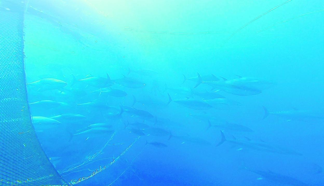 Atunes rojos capturados para su engorde en granja. 