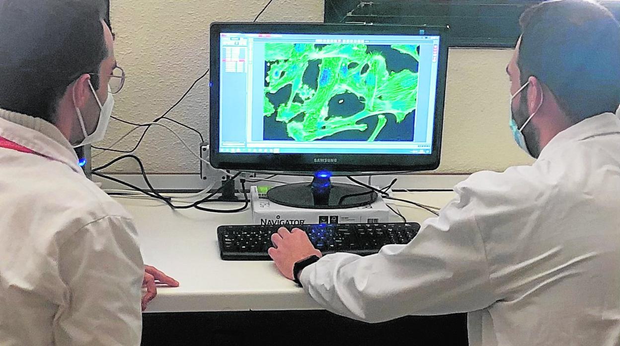 David López y Emilio Serrano, estudiantes de doctorado del grupo de investigación, analizando los resultados del efecto de los fármacos en líneas celulares mediante microscopía confocal. 