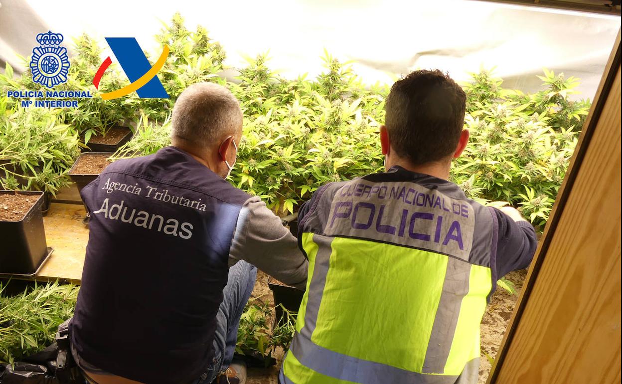 Una de las plantaciones desmanteladas por la Policía.