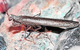 Perlamantis aliberti
