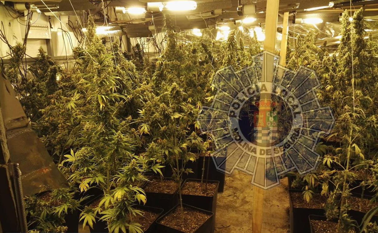 Plantación de marihuana en una nave de Molina de Segura.