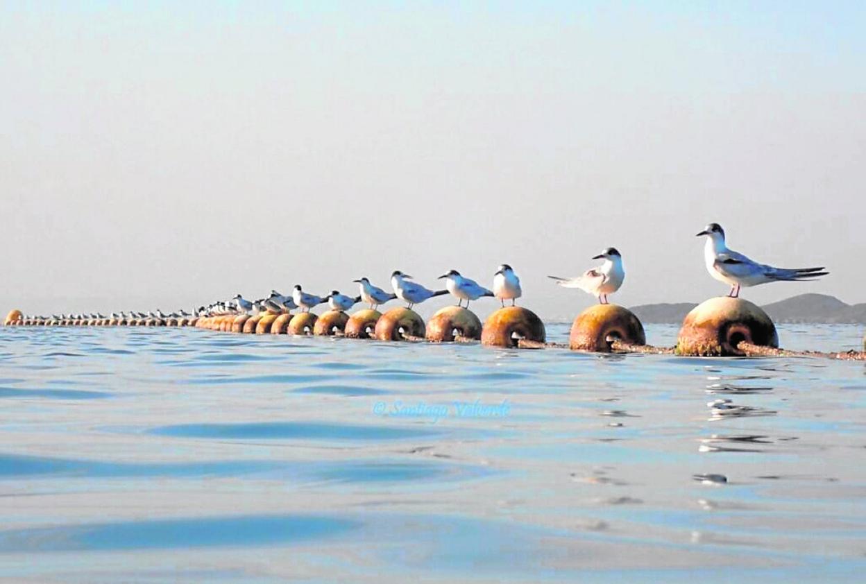 Imagen ganadora de la categoría Fotografía Natural titulada 'Distanciamiento Social'. 