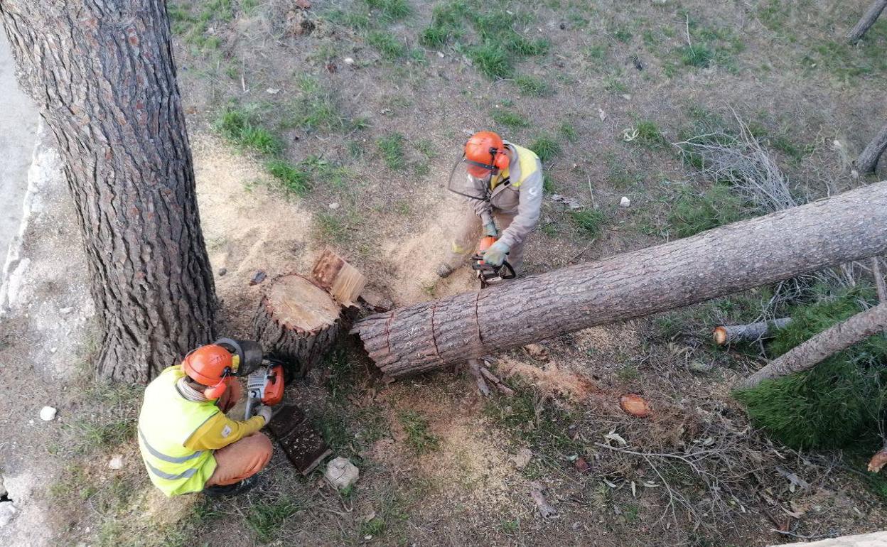 Dos agentes del servicio de Sanidad Forestal cortan con motosierras el tronco de un pino afectado por insectos perforadores.