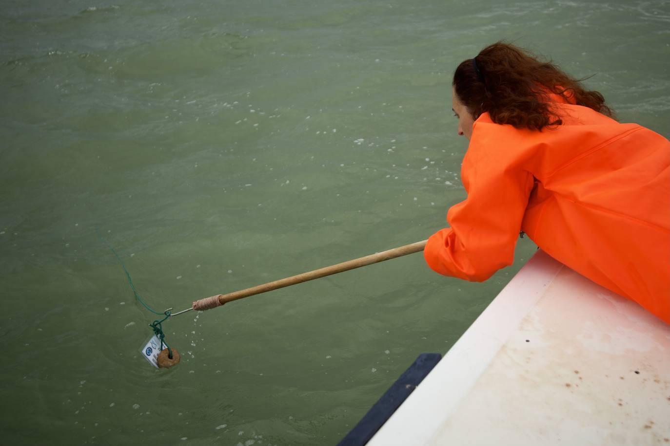 Fotos: Pesca y estudio del cangrejo azul, la especie invasora más temida en el Mar Menor