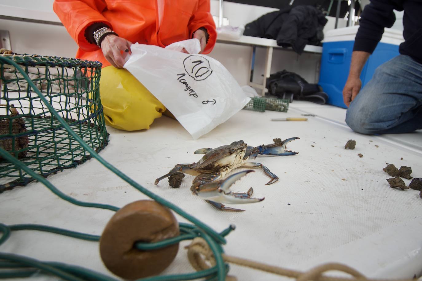 Fotos: Pesca y estudio del cangrejo azul, la especie invasora más temida en el Mar Menor