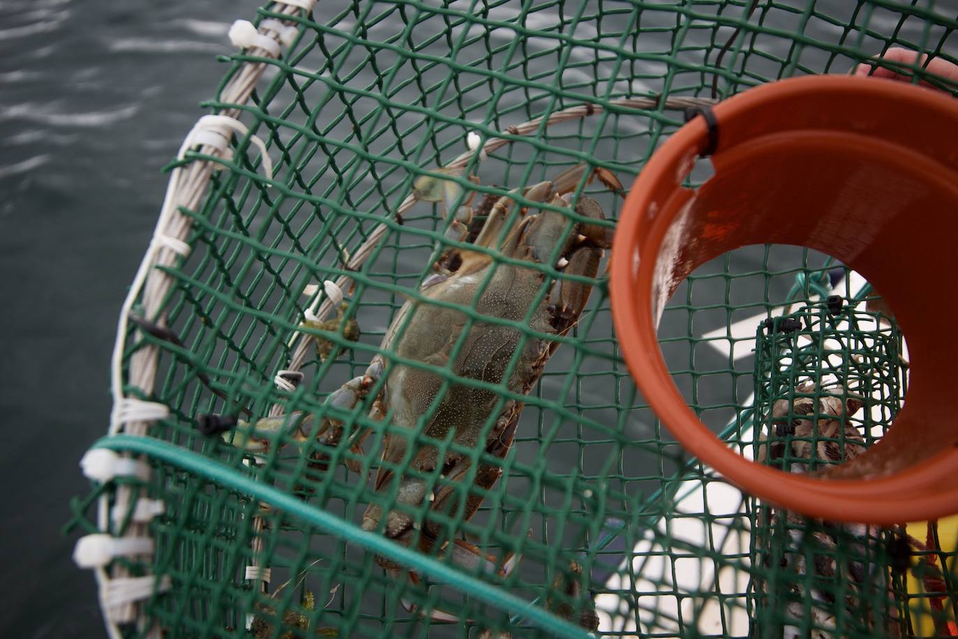 Fotos: Pesca y estudio del cangrejo azul, la especie invasora más temida en el Mar Menor