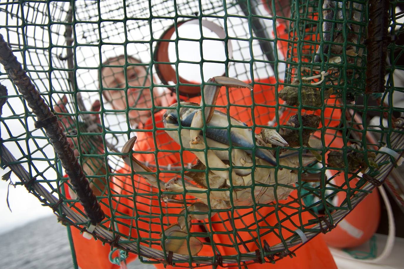 Fotos: Pesca y estudio del cangrejo azul, la especie invasora más temida en el Mar Menor