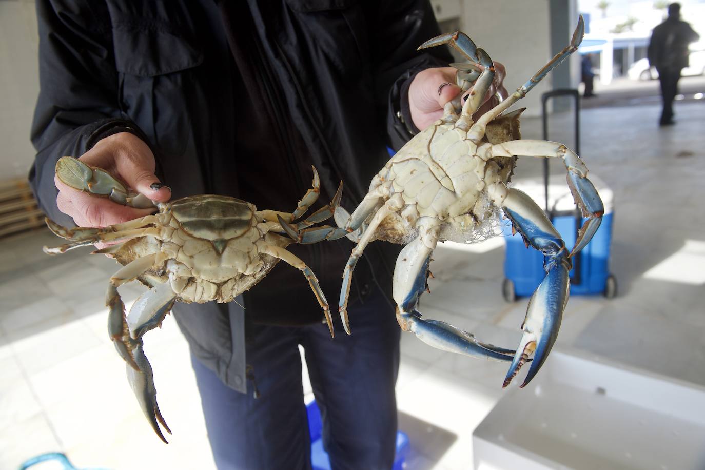 Fotos: Pesca y estudio del cangrejo azul, la especie invasora más temida en el Mar Menor