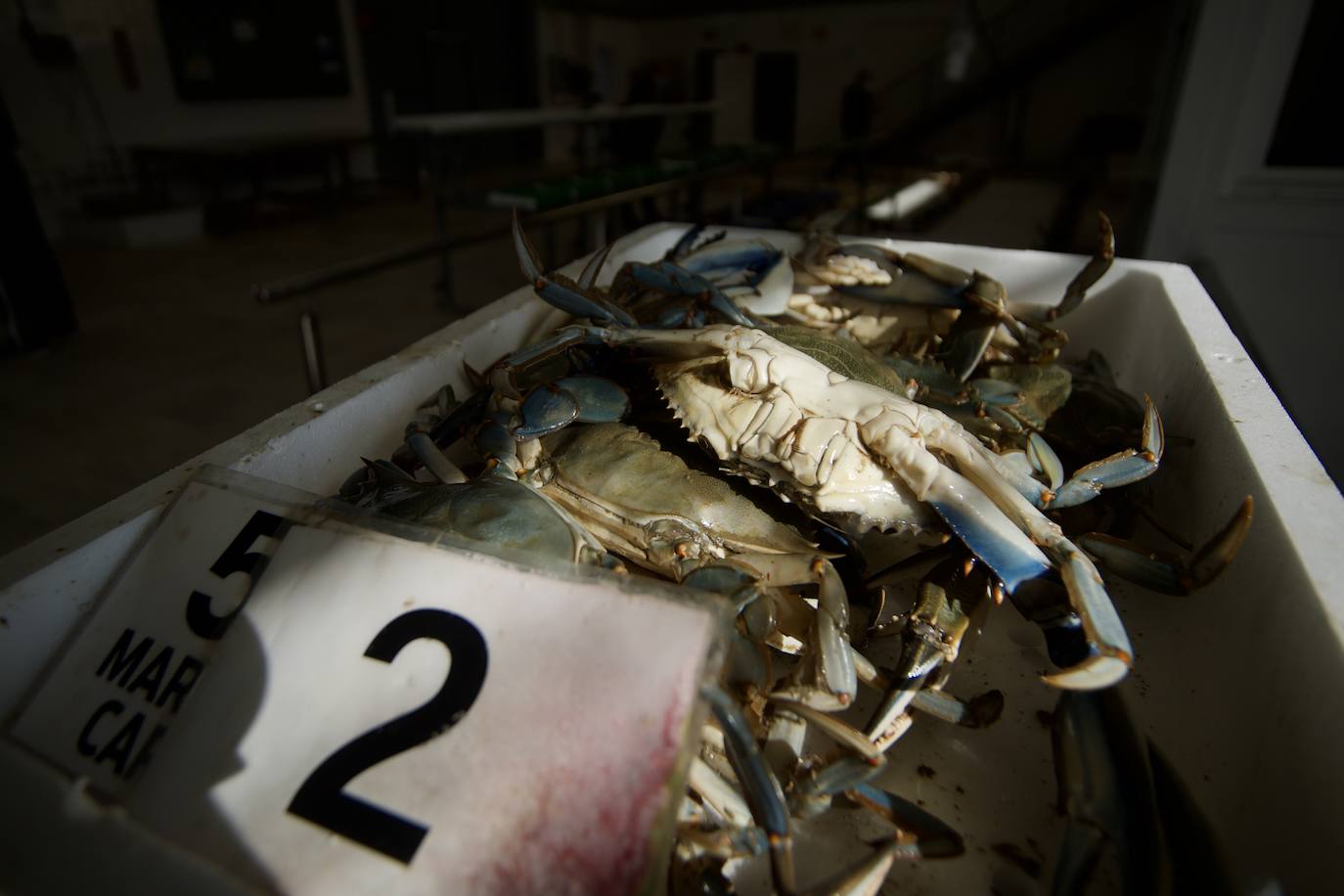 Fotos: Pesca y estudio del cangrejo azul, la especie invasora más temida en el Mar Menor