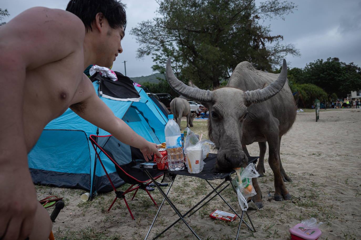 Fotos: Búfalos sin arroz