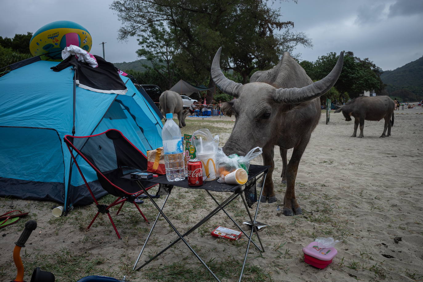 Fotos: Búfalos sin arroz
