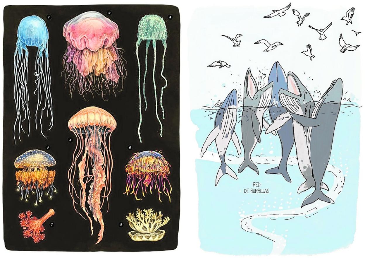 Láminas de 'Oceanarium' y 'La vida en el océano', dibujadas por las ilustradoras Teagan White y Julia Rothman.