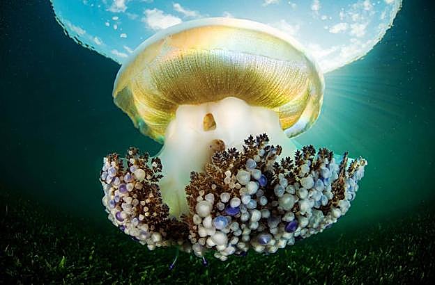 Medusa 'Cotylorhiza tuberculata', conocida como huevo frito.