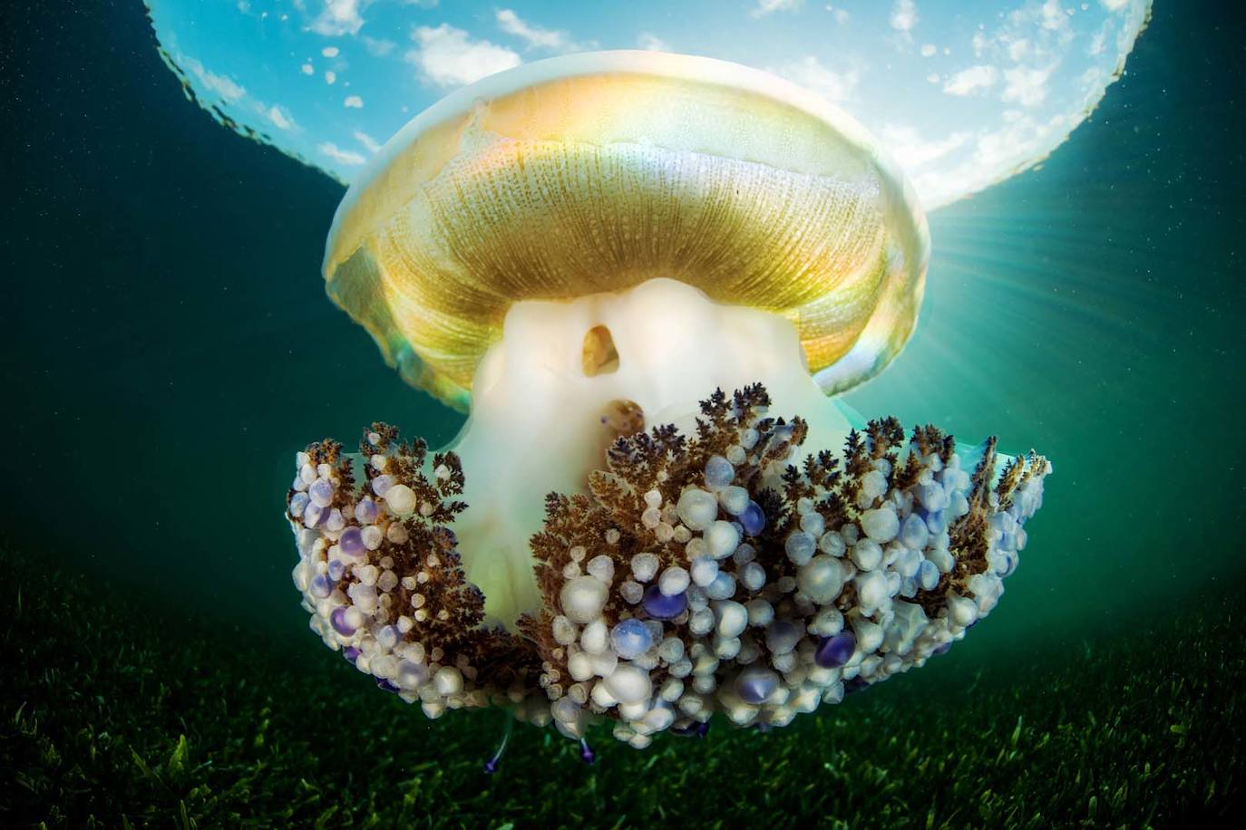 Medusa huevo frito.