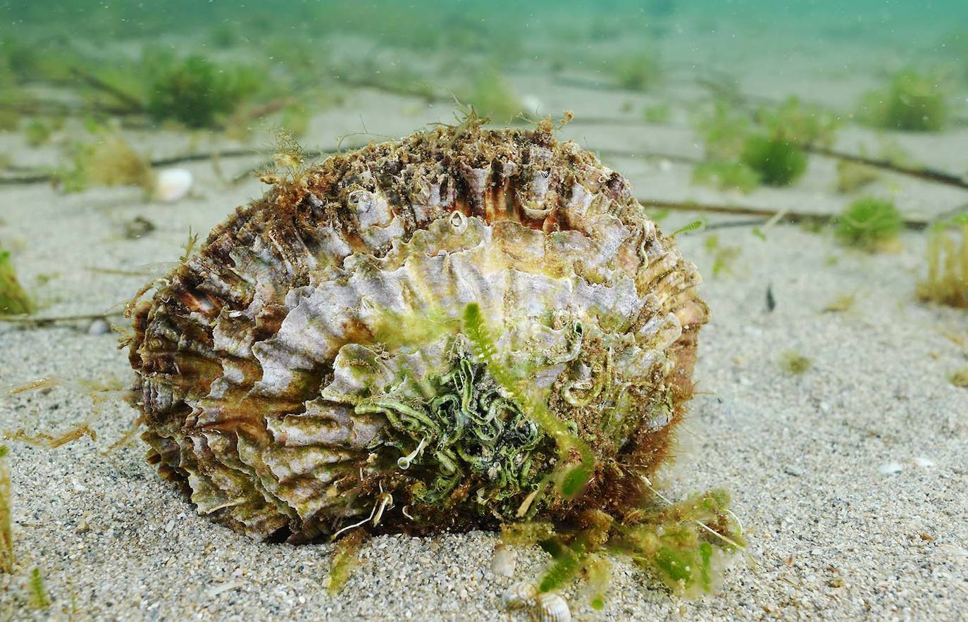 Ostra Plana.