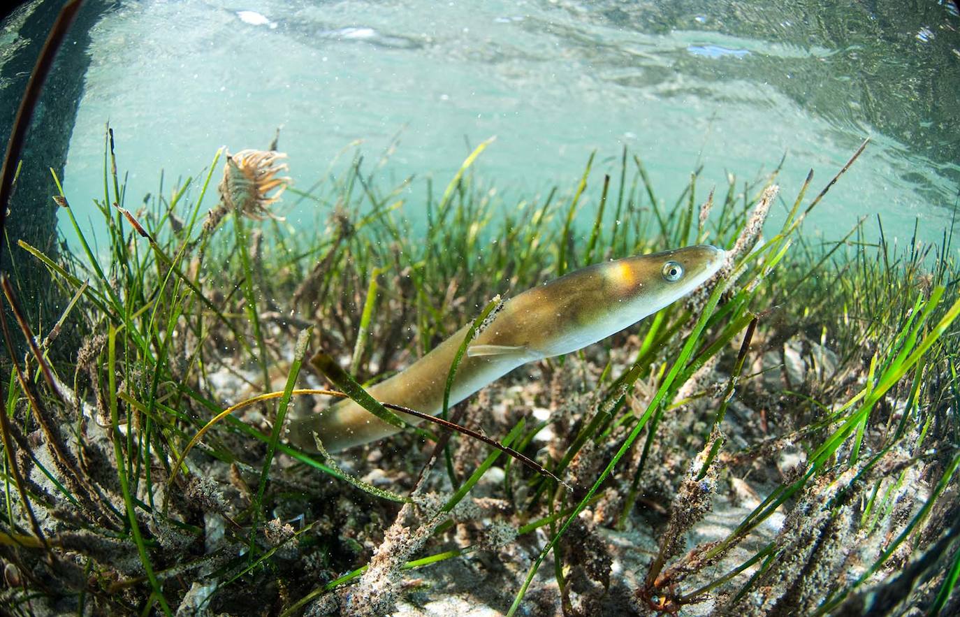 Anguila.