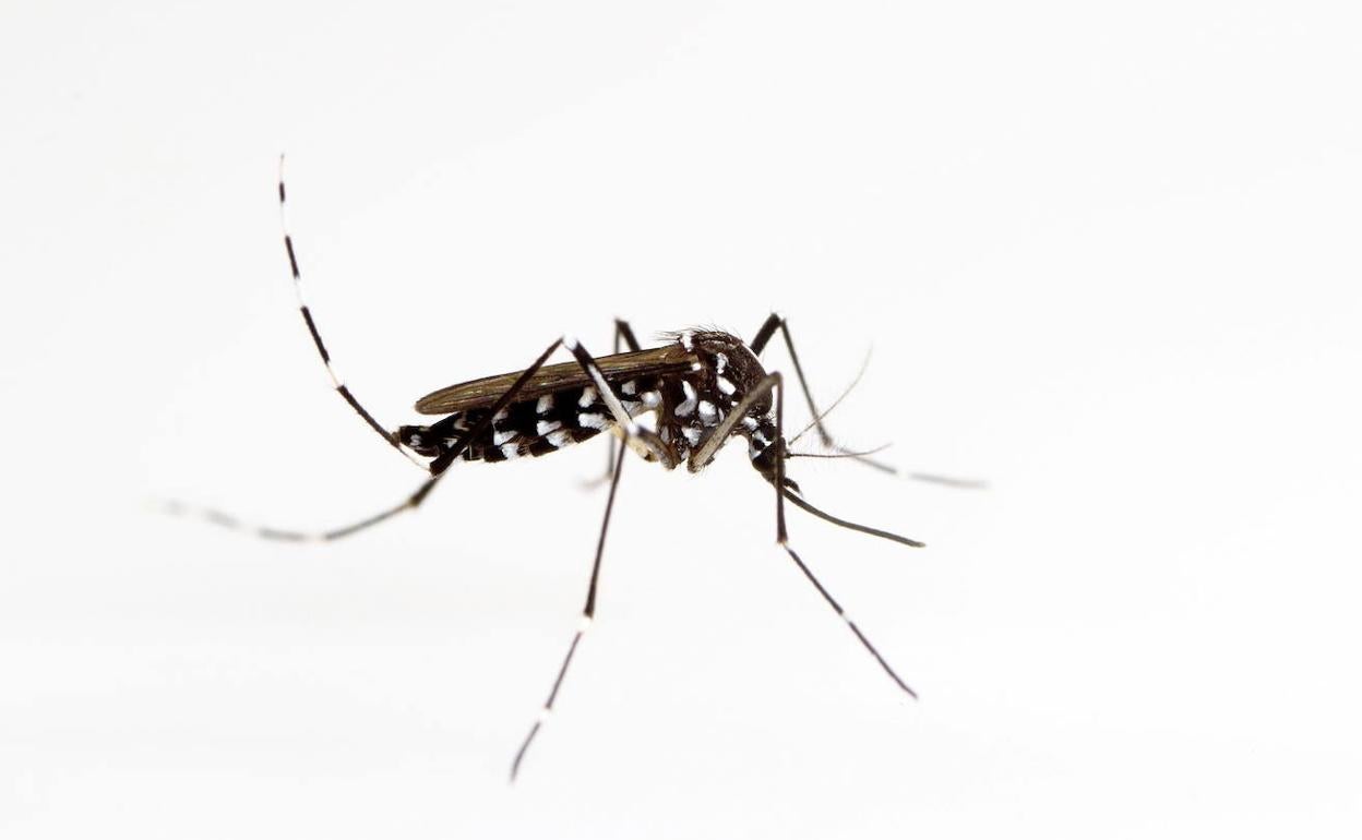 Ejemplar de mosquito tigre. 