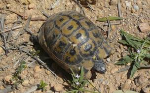 Reserva de la Tortuga Mora