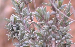 Paraíso del tomillo