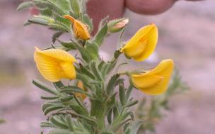 Arena para el pegamoscas