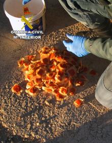 Imagen secundaria 2 - Investigan a cuatro sospechosos de usar veneno en fincas agrícolas y en un coto de la Región de Murcia