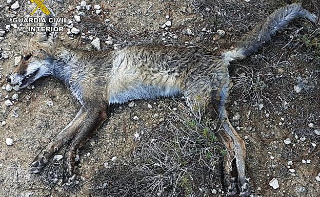 Un animal envenenado encontrado por la Benemérita.