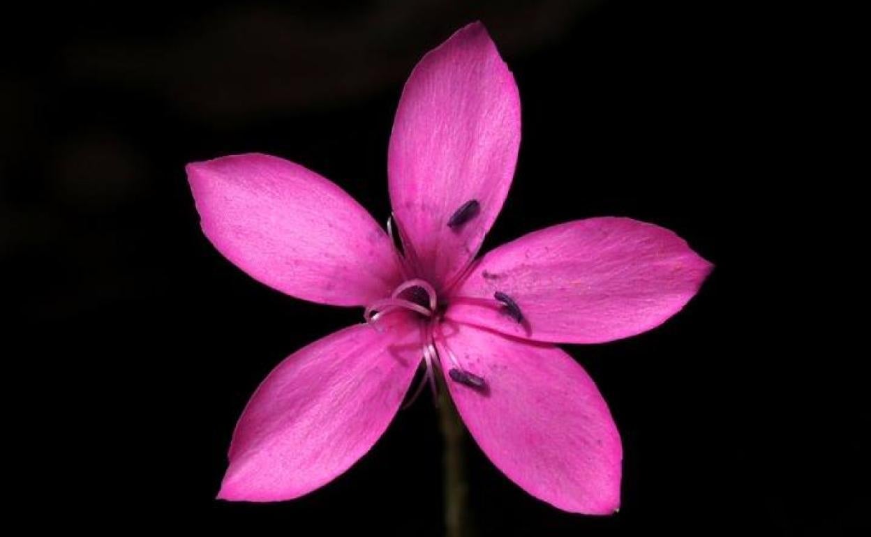 Clavelillo de la Almenara, especie endémica de la Región de Murcia.