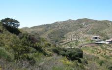 Carrascas de Collado de la Cruz-Tallante