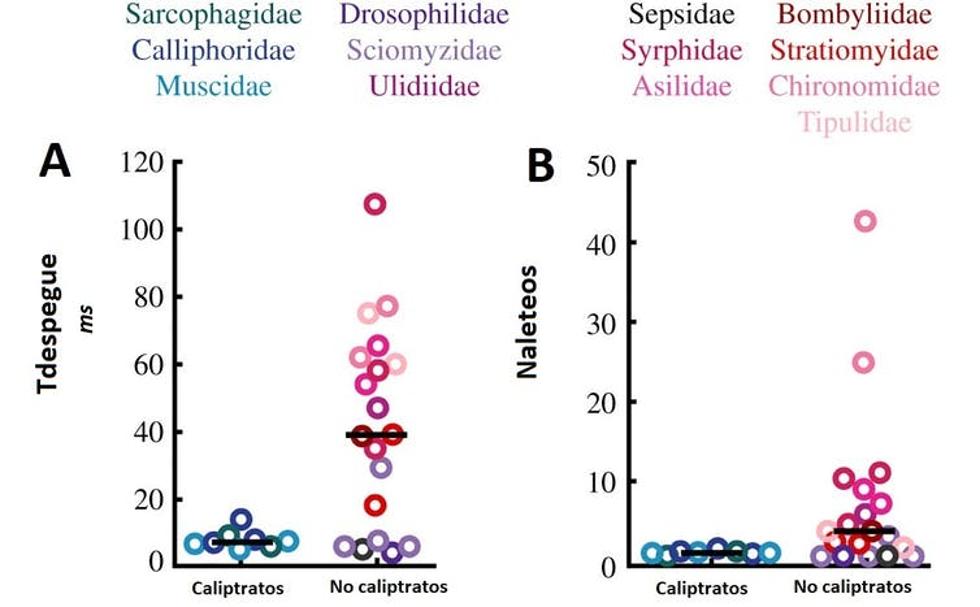 Comportamientos locomotores en familias de moscas. A. Tdespegue: Tiempo en milisegundos (ms) transcurrido desde el inicio de la flexión de patas al despegue. B. Naleteo: número de aleteos antes de que las patas pierdan contacto con el suelo durante los despegues espontáneos. Cada punto de datos representa una especie individual dentro de su familia codificada por colores (datos promedios de 1 a 15 individuos por especie, y de 1 a 3 despegues por animal). Modificada a partir de Yarger et al. (2020).