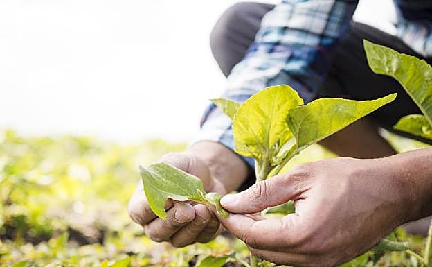 La investigación mejora las características de los cultivos. 