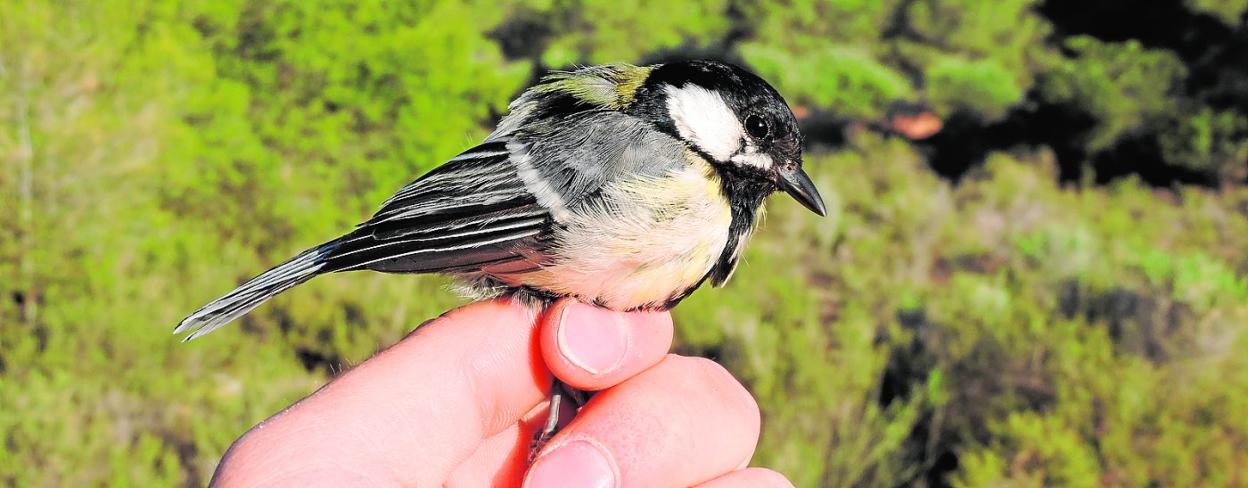 Carbonero común ('Parus major') y caja-nido con huevos. 