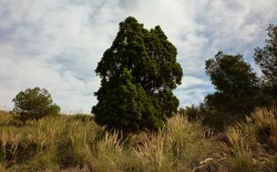 Sabina mora (&#039;Tetraclinis articulata&#039;)