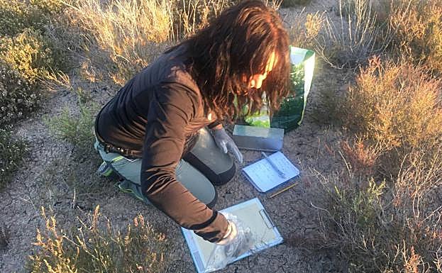 Muestreo de micromamíferos en los Saladares del Guadalentín. 