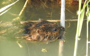 Rata de agua (&#039;Arvicola sapidus&#039;)