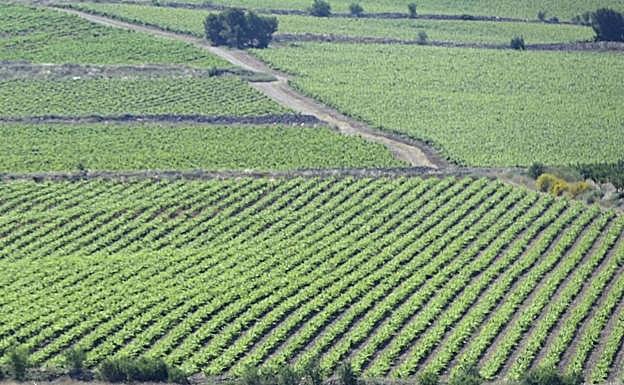 Plantación de viñedos.