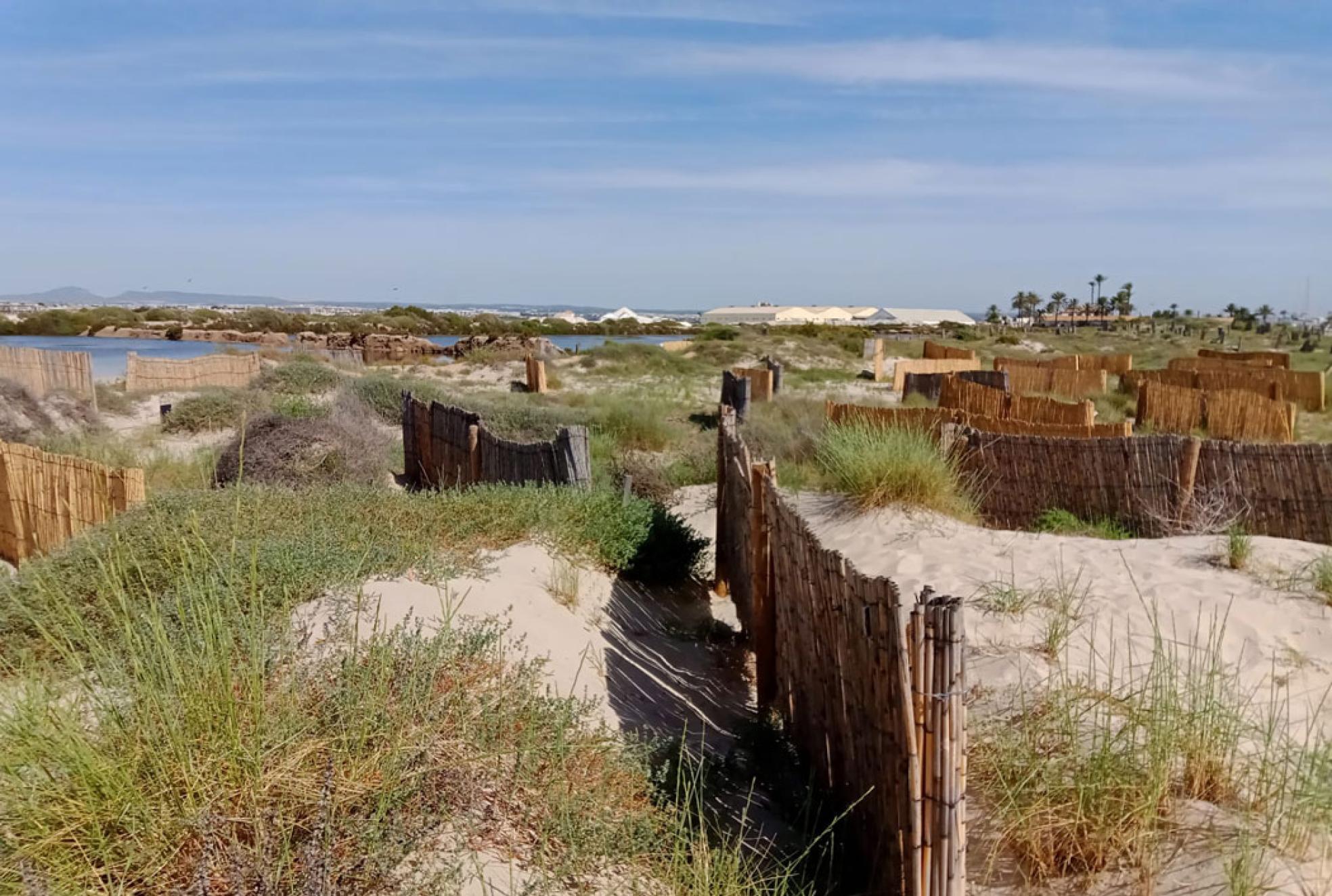 Estructuras instaladas para estabilizar el sistema de vegetación y dunas en el entorno de la playa de La Llana, en San Pedro del Pinatar. 