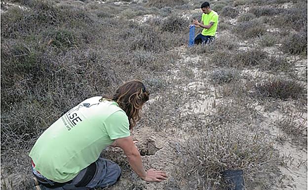 Trabajos de revegetación con especies autóctonas. 
